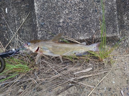 アメリカンキャットフィッシュの釣果