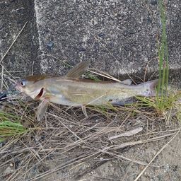 アメリカンキャットフィッシュ