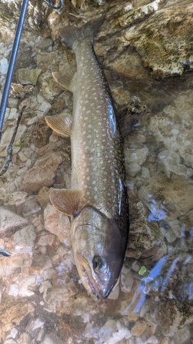 アメマスの釣果