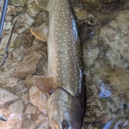アメマス