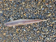 エソの釣果