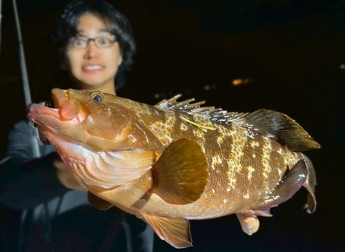 キジハタの釣果