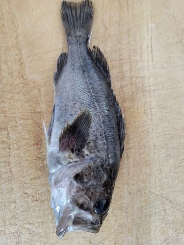 クロソイの釣果