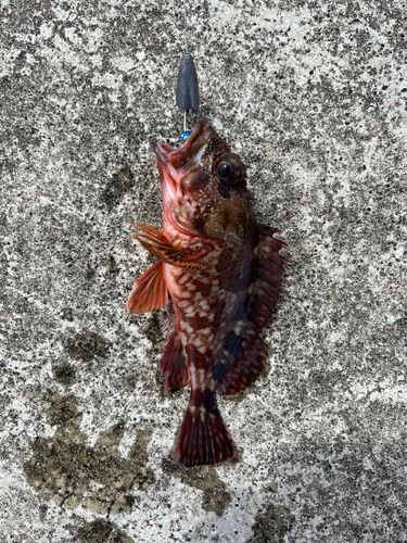 アラカブの釣果