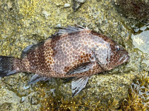 オオモンハタの釣果