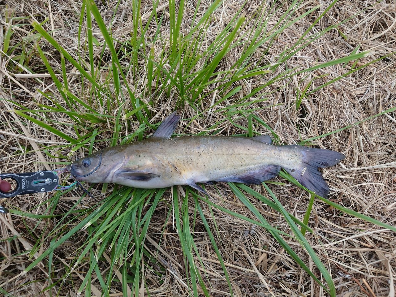 アメリカンキャットフィッシュ