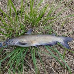 アメリカンキャットフィッシュ