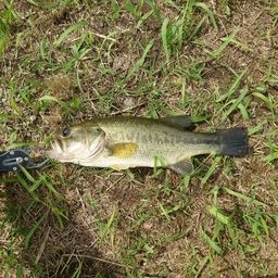 ラージマウスバス