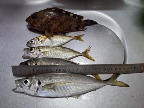 アジの釣果
