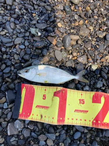 ショゴの釣果