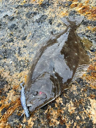 ヒラメの釣果