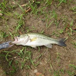 ラージマウスバス