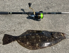 ヒラメの釣果