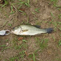 ラージマウスバス