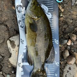 スモールマウスバス