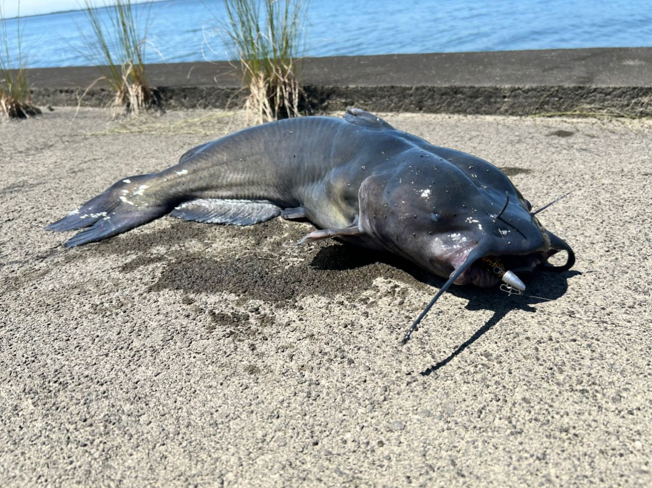 アメリカナマズ