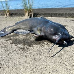 アメリカナマズ