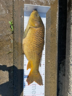 コイの釣果