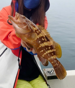 アコウの釣果