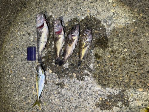 クロソイの釣果