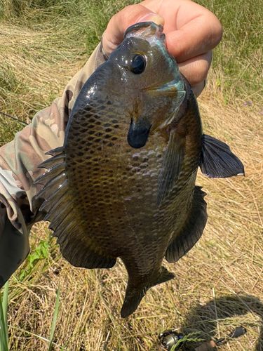 ブルーギルの釣果