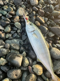 ワカシの釣果