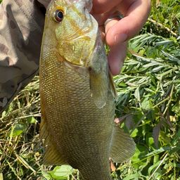 スモールマウスバス