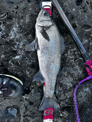 ヒラスズキの釣果