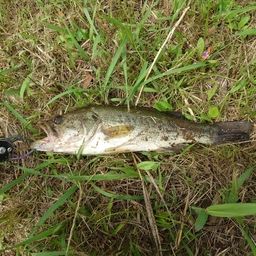 ラージマウスバス