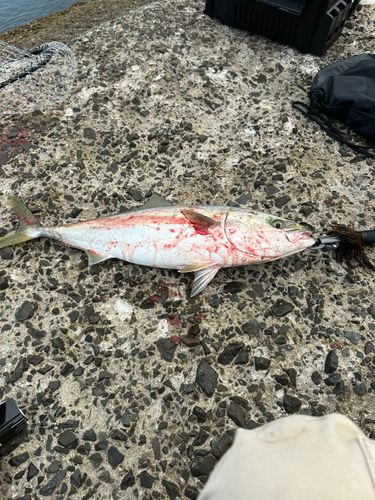 ブリの釣果