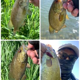 スモールマウスバス