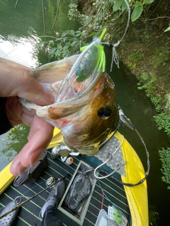 ブラックバスの釣果