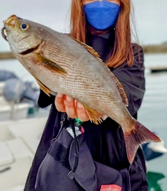 イサキの釣果