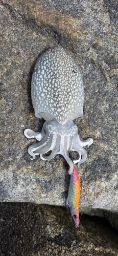 シリヤケイカの釣果