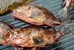 アラカブの釣果