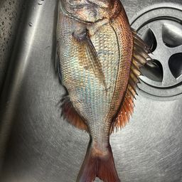 タイ