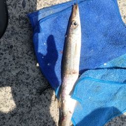 カマス