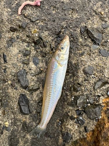 キスの釣果