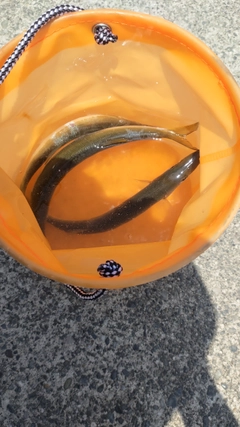カマスの釣果