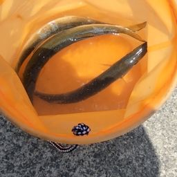 カマス