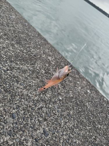 ネンブツダイの釣果