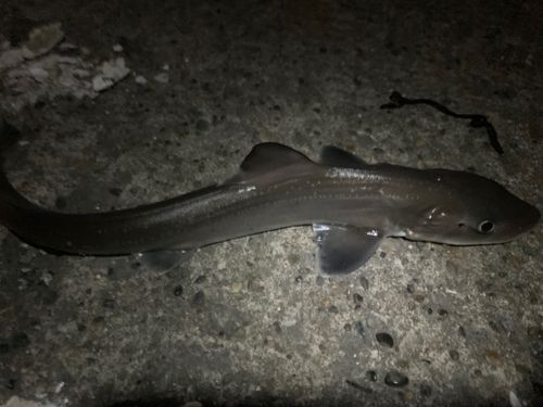 サメの釣果
