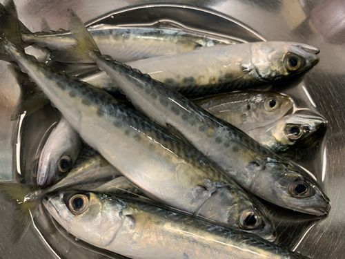 サバの釣果