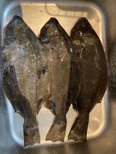 ヒラメの釣果