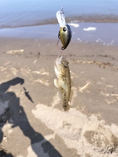 マハゼの釣果