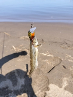 マハゼの釣果
