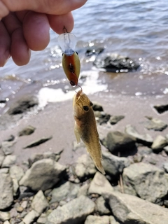 マハゼの釣果
