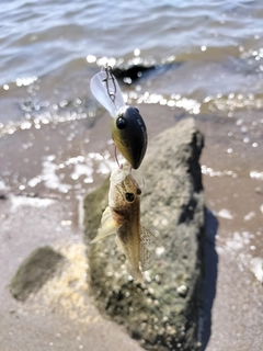 マハゼの釣果