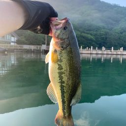 ラージマウスバス