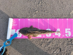 マゴチの釣果